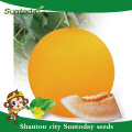 Suntoday agricultura casca amarela laranja-vermelho carne vegetal hs co hami conhecido-você vegetal híbrido F1 melão sementes japonesas (11019)